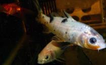 锦鲤鱼的基本介绍-锦鲤鱼如何养护？