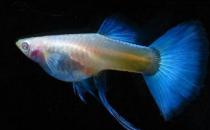 孔雀鱼的品种介绍-孔雀鱼怎么样？