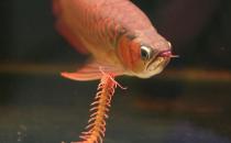 龙鱼如何养护？龙鱼是什么？