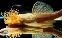 清道夫的风水学应用有哪些？