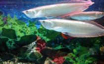 银龙鱼怎么样？银龙鱼有哪些品种？