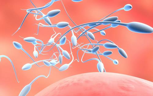 男性常驾驶精子受损 如何补精强肾