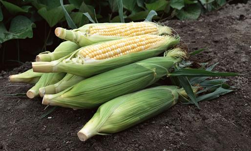 玉米的营养和功效