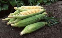 玉米的营养和功效