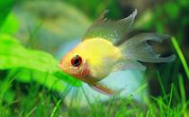 宝莲灯鱼是怎样的？宝莲灯鱼怎么养？