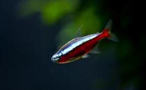 宝莲灯鱼的饲养环境-宝莲灯鱼如何繁殖？