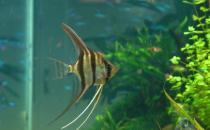 玻璃神仙鱼的简介-玻璃神仙鱼的品种区分