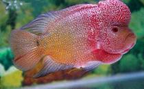 彩鲷的简介-彩鲷怎么养？