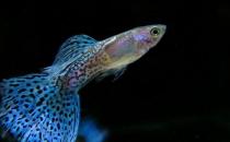 孔雀鱼的饲养环境-孔雀鱼如何饲养？