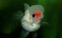 彩色球形珍珠金鱼如何进行性别区分？
