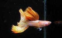 草尾孔雀鱼对颜色的要求-草尾孔雀鱼是怎样的？