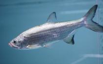 大眼灯鳉的简介-大眼灯鳉怎么养？