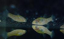 大眼灯鳉如何繁殖？大眼灯鳉的饲养环境