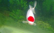 丹顶锦鲤怎么养？丹顶锦鲤的简介