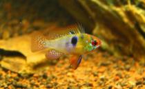 短鲷荷兰凤凰的简介-短鲷荷兰凤凰的品种介绍