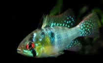 短鲷荷兰凤凰怎么养？短鲷荷兰凤凰饲养环境