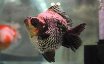 短尾琉金鱼的简介-短尾琉金鱼怎么鉴赏？