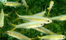 二线蓝眼灯鱼是什么？二线蓝眼灯鱼怎么养？