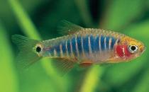 二线蓝眼灯鱼怎么繁殖？二线蓝眼灯鱼饲养环境