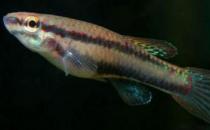 二线琴尾鳉的简介-二线琴尾鳉的特征