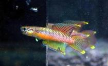 二线琴尾鳉怎么养？二线琴尾鳉的饲养环境