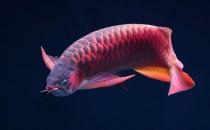 非洲龙鱼的简介-非洲龙鱼的品相标准