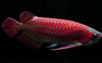 非洲龙鱼怎么养？非洲龙鱼的饲养环境