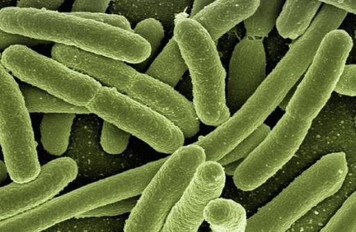 经常“潜伏”于食物中的细菌有哪些？如何预防？