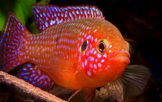 红松石鱼的简介-红松石鱼如何疾病检查？