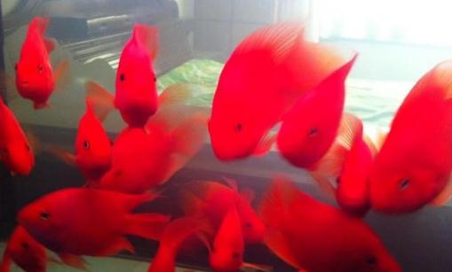 红元宝鱼的寿命-红元宝鱼怎么养？