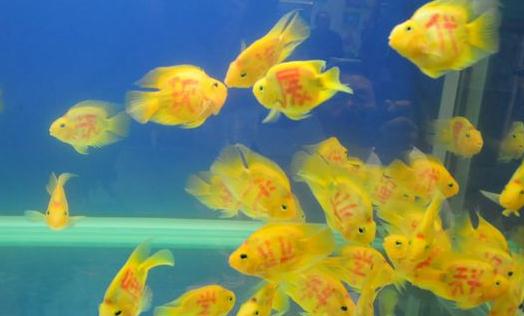 黄金灯鱼的简介-饲养黄金灯鱼的环境