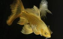 黄金锦鲤的简介-如何饲养黄金锦鲤？