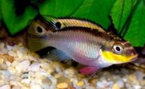 翡翠凤凰短鲷的饲料-翡翠凤凰短鲷的繁殖