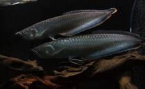 黑带的简介-黑带怎么养？