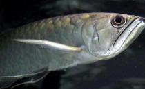 黑带的饲料有哪些？黑带的饲养环境