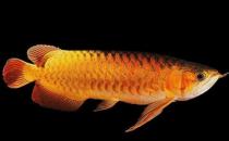 黑龙怎么养？黑龙的饲养环境