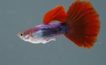 红松石鱼的简介-红松石鱼如何疾病检查？