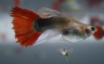 红尾礼服孔雀鱼怎么养？红尾礼服孔雀鱼饲养环境