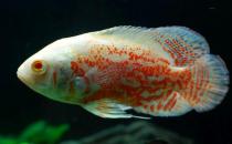 厚子鱼的简介-厚子鱼的生长习性