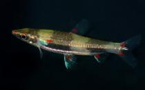 黄金灯鱼怎么养？黄金灯鱼的特点