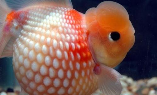 珍珠金鱼的简介-珍珠金鱼如何繁殖？