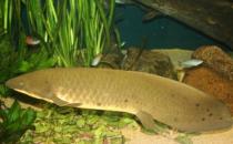 澳洲肺鱼的简介-澳洲肺鱼的特征