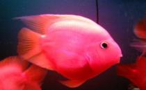 金刚鹦鹉鱼怎么养？金刚鹦鹉鱼的寿命