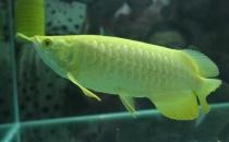 金龙鱼的简介-金龙鱼鱼苗价格