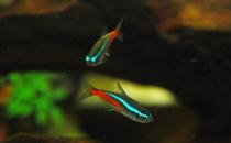 霓虹灯的简介-霓虹灯鱼如何繁殖？