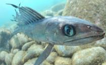 深海龙鱼的简介-深海龙鱼吃什么食物？