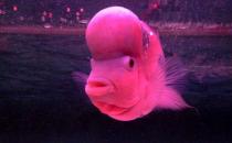 寿星头的简介-寿星头的特征