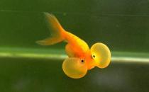 水泡金鱼是什么鱼？水泡金鱼的特征