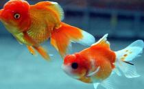 水泡金鱼怎么养？水泡金鱼的饲养方法