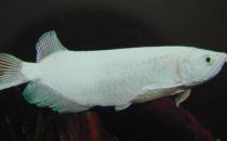 星点龙鱼吃什么？星点龙鱼怎么养？